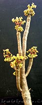 Euphorbia milotii