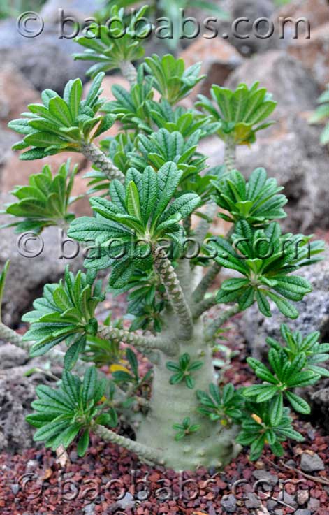ドルステニアギガス種子　10粒輸入　種 dorstenia gigas seed ドルステニアギガス種子 10粒輸入 種 dorstenia gigas seed
