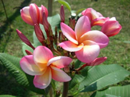 ブルメリアです。 Plumeria_4029.jpg