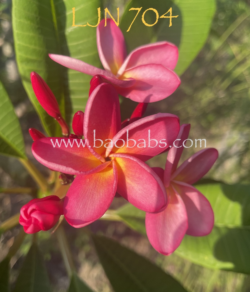 Plumeria_LJN704_FL.jpeg