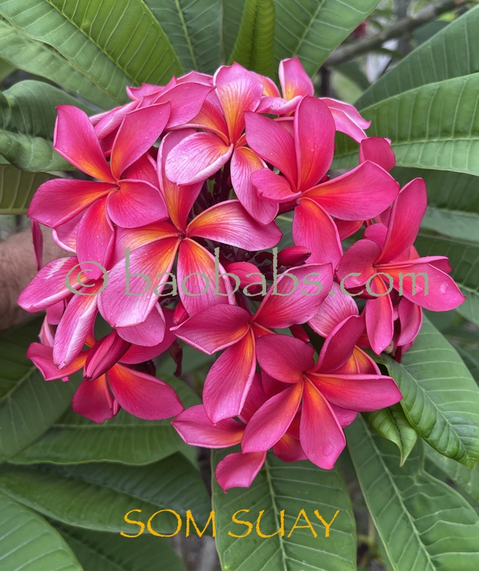 Plumeria_SOM-SUAY_2.jpeg