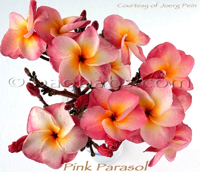 Plumeria_rubra_PINK-PARASOL.jpg