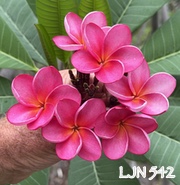 Plumeria rubra LJN542