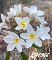 Plumeria rubra LJN956
