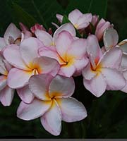 F*l様 プルメリア　Sweet valentine Plumeria by N SWEET VALENTINE Plumeria by Nui